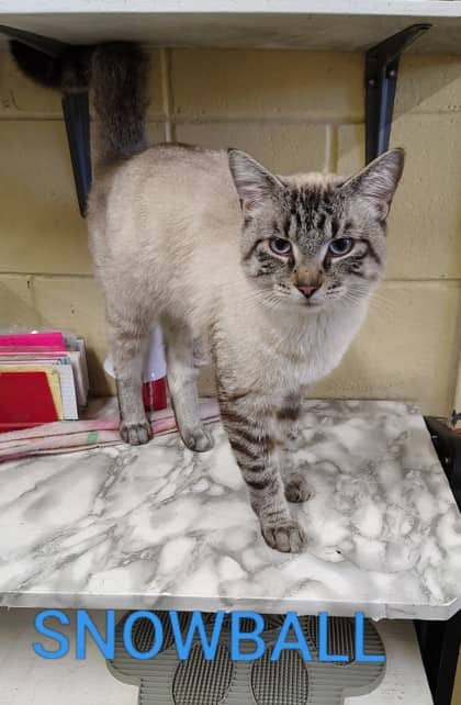 Snowball - Siamese/Mix available for adoption
