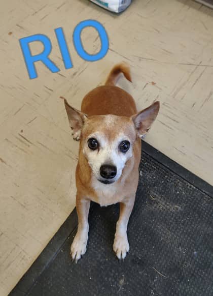 Rio - Chihuahua, Short Coat/Mix available for adoption