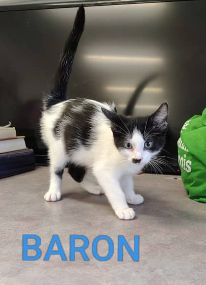Baron - Domestic Shorthair/Mix cat available for adoption at Yorkton SPCA in Yorkton