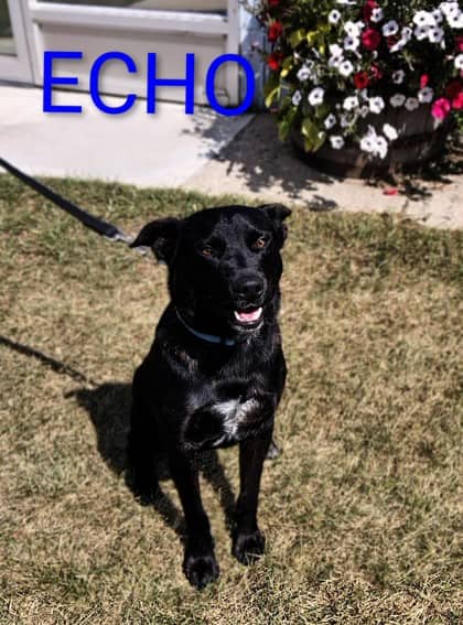 Echo - Australian Cattle Dog/Terrier, Pit Bull available for adoption