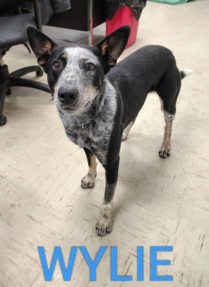 Wylie - Australian Cattle Dog/Mix available for adoption