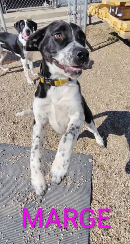 Marge - Cane Corso/Dalmatian available for adoption at Yorkton SPCA in Yorkton