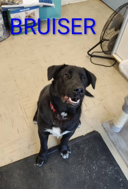 Bruiser - Retriever, Labrador/Mix available for adoption at Yorkton SPCA in Yorkton