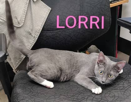 Lorri - Domestic Shorthair/Mix cat available for adoption at Yorkton SPCA in Yorkton