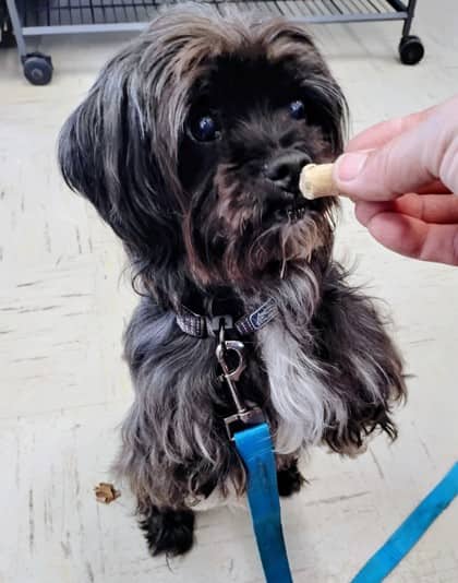 Misiu - Shih Tzu/Mix available for adoption