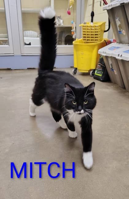 Mitch - Domestic Medium Hair/Mix cat available for adoption in Saskatchewan