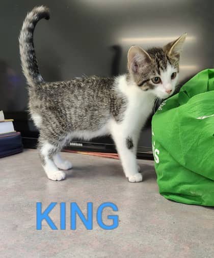 King - Domestic Shorthair/Mix cat available for adoption at Yorkton SPCA in Yorkton