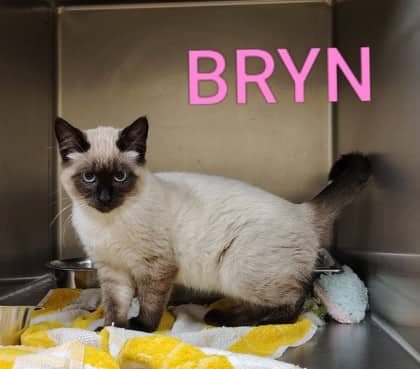 Bryn - Siamese/Mix cat available for adoption at Yorkton SPCA in Yorkton
