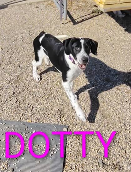 Dotty - Cane Corso/Dalmatian available for adoption