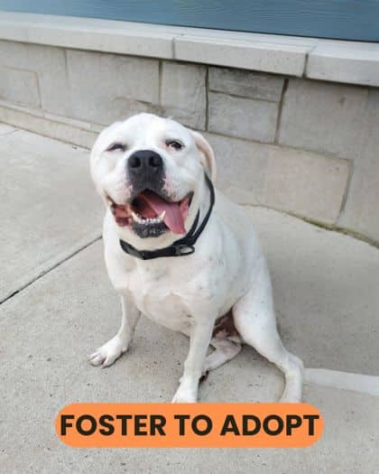Pongo - Bulldog, American/Mix available for adoption