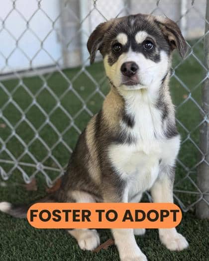 Mary-Kate - Siberian Husky/Mix available for adoption
