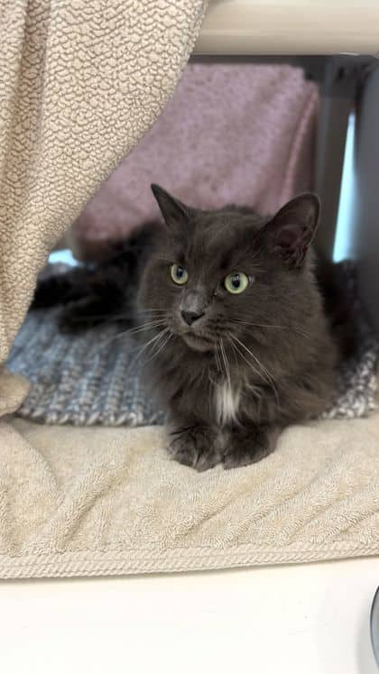 Amelia May - Domestic Longhair/Mix cat available for adoption at Humane Society London & Middlesex in London