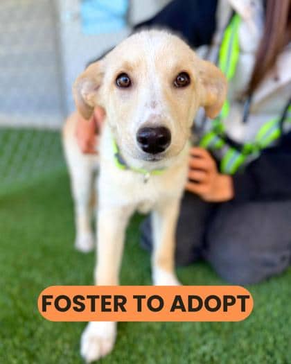 Kevin - Mixed Breed available for adoption at Humane Society London & Middlesex in London