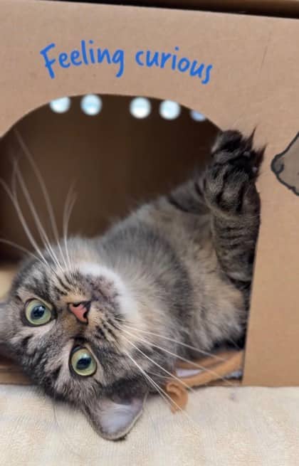 Renegade - Domestic Medium Hair/Mix cat available for adoption at Humane Society London & Middlesex in London