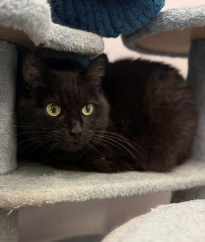 Meesha - Domestic Shorthair/Mix cat available for adoption at Humane Society London & Middlesex in London