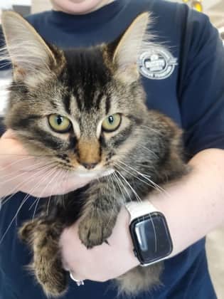 Smoke - Domestic Medium Hair/Mix cat available for adoption at Humane Society London & Middlesex in London