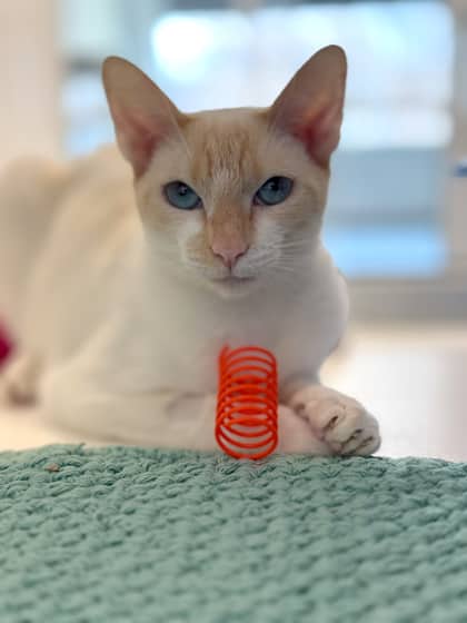 Porsche - Siamese/Mix cat available for adoption at Humane Society London & Middlesex in London