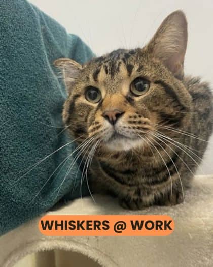 Maple - Domestic Shorthair/Mix available for adoption