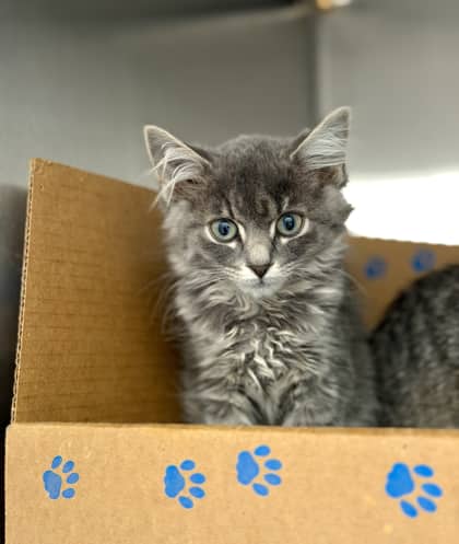 Toopy - Domestic Medium Hair/Mix cat available for adoption at Humane Society London & Middlesex in London