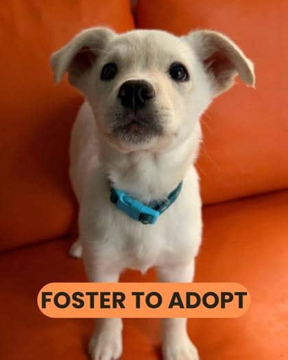 Nunavut - Mixed Breed available for adoption