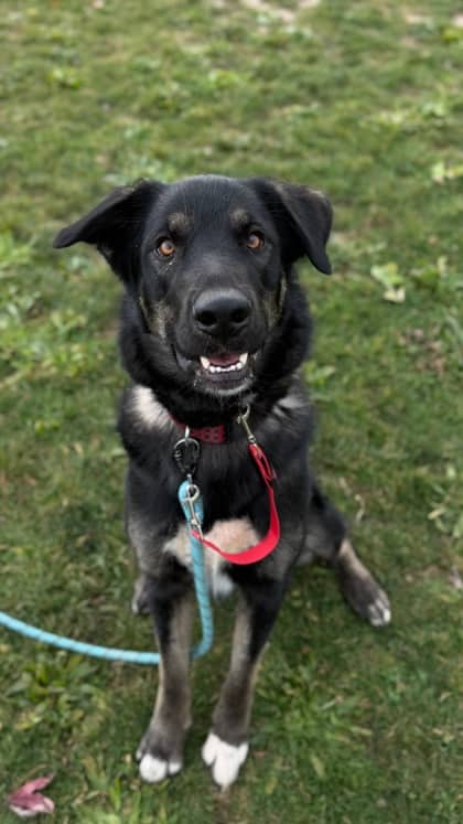 Hemi - Shepherd/Mix available for adoption at Humane Society London & Middlesex in London