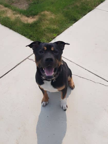 Runski - Mixed Breed available for adoption at Humane Society London & Middlesex in London