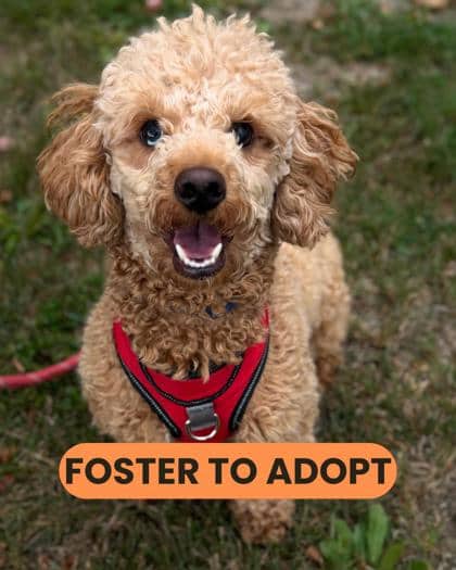 Junior - Poodle, Miniature/Mix available for adoption