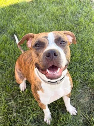 Fiery - Bulldog, American/Mix available for adoption at Humane Society London & Middlesex in London