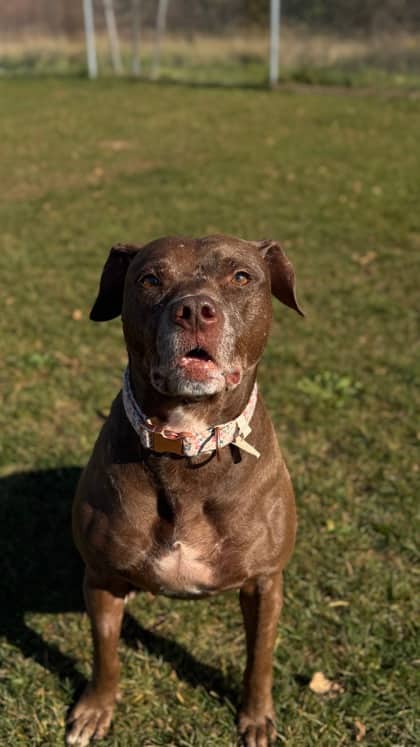 Mimzy - Vizsla, Smooth Haired/Mix available for adoption at Humane Society London & Middlesex in London
