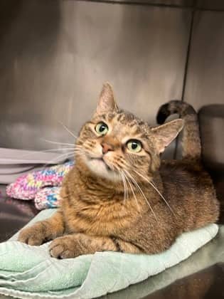 Bubbles - Domestic Shorthair/Mix cat available for adoption at Humane Society London & Middlesex in London