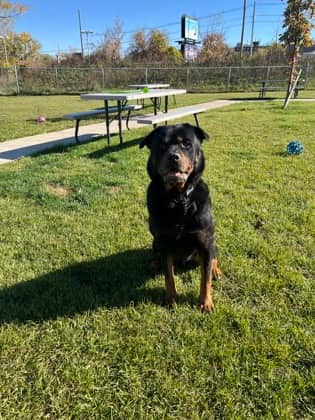 Ace - Rottweiler/Mix available for adoption