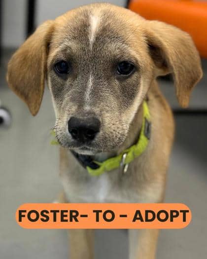 Eric - Shepherd/Mix available for adoption