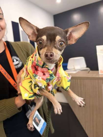 Marbles - Chihuahua, Short Coat/Mix available for adoption at Humane Society London & Middlesex in London