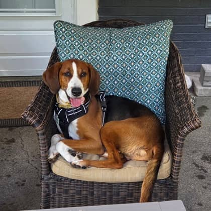 Fynn - Foxhound, American/Mix available for adoption