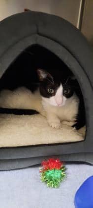 Sakura - Domestic Shorthair/Mix cat available for adoption at Humane Society London & Middlesex in London