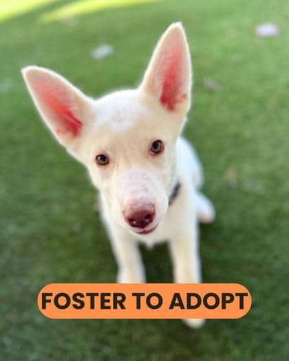 Winnie - Mixed Breed available for adoption at Humane Society London & Middlesex in London