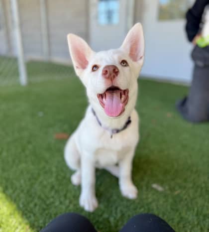 Winnie - Mixed Breed available for adoption