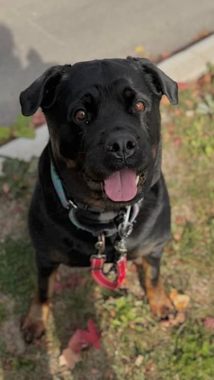 Gigi - Rottweiler/Mix available for adoption at Humane Society London & Middlesex in London