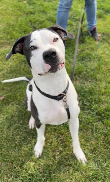 Roofus - Bulldog, American/Mix available for adoption