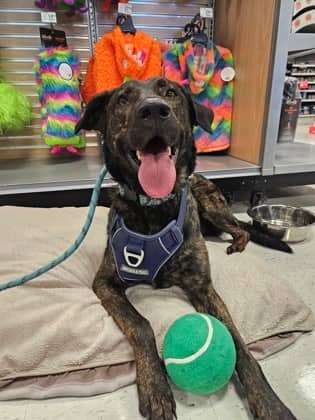 Taz - Belgian Malinois/Mix available for adoption at Humane Society London & Middlesex in London