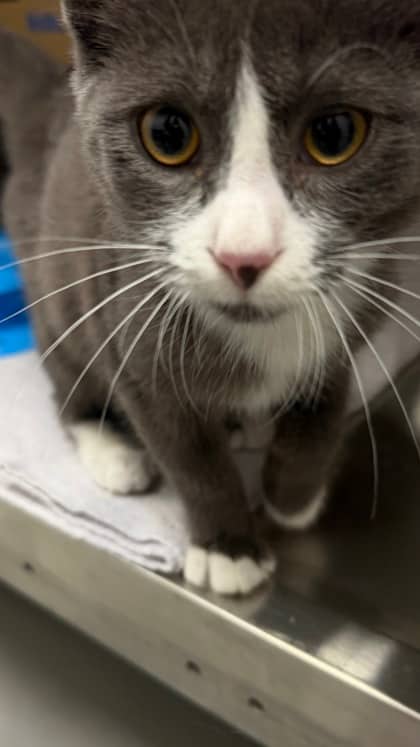 Padfoot - Domestic Shorthair/Mix cat available for adoption at Humane Society London & Middlesex in London
