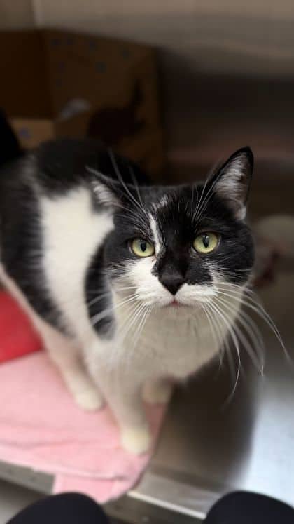 Pekoe - Domestic Shorthair/Mix cat available for adoption at Humane Society London & Middlesex in London