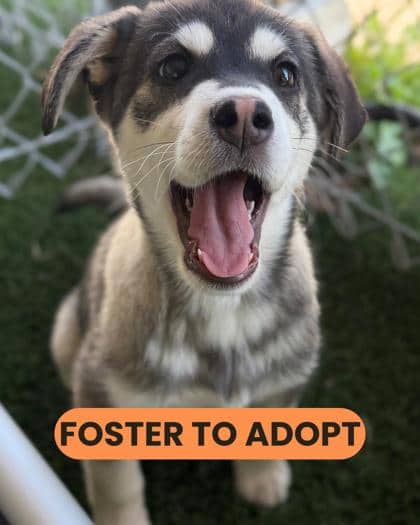 Ashley - Siberian Husky/Mix available for adoption at Humane Society London & Middlesex in London
