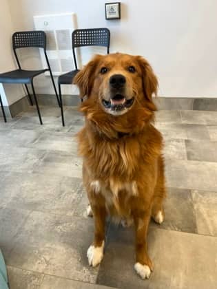 Simba - Retriever, Labrador/Mix available for adoption