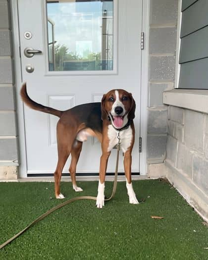 Fynn - Foxhound, American/Mix available for adoption