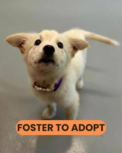 Ontario - Mixed Breed available for adoption
