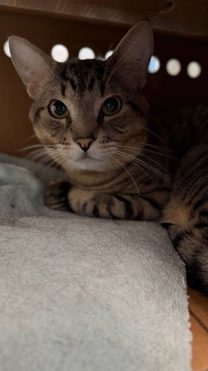 Chief Wallabee - Domestic Shorthair/Mix cat available for adoption at Humane Society London & Middlesex in London