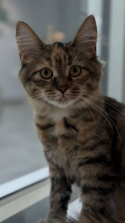 Tiger - Domestic Medium Hair/Mix cat available for adoption at Humane Society London & Middlesex in London