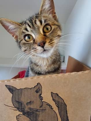 Blaze - Domestic Shorthair/Mix available for adoption