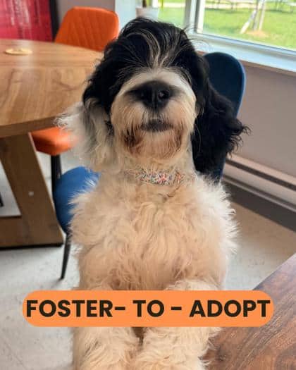 Daisy - Mixed Breed available for adoption in Ontario